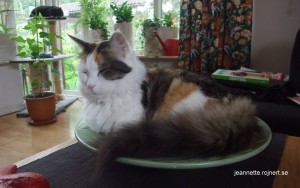 DSCF4036-1