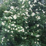 Honungs rosen Helena